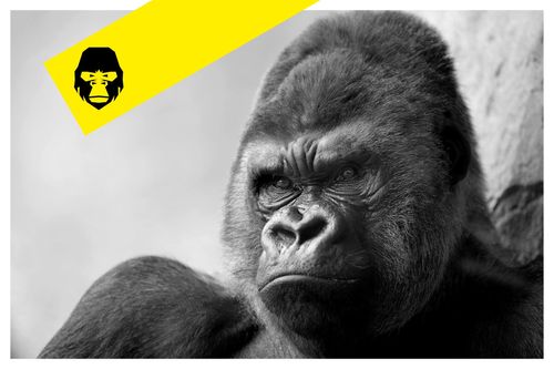 Brand Gorillas profile image